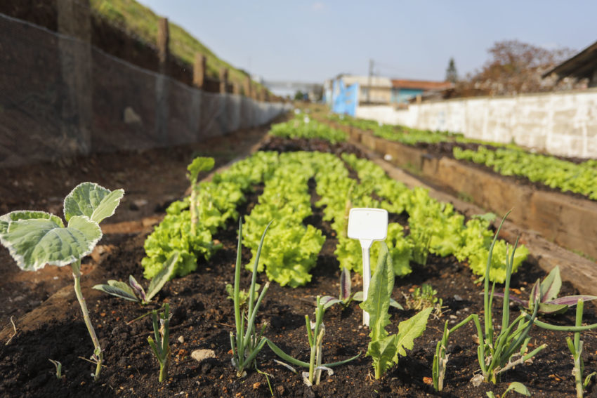 horta caseira como evitar pragas e doencas