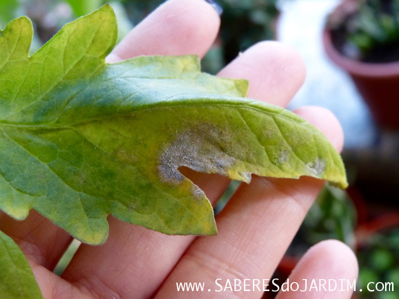 como eliminar pragas da horta naturalmente