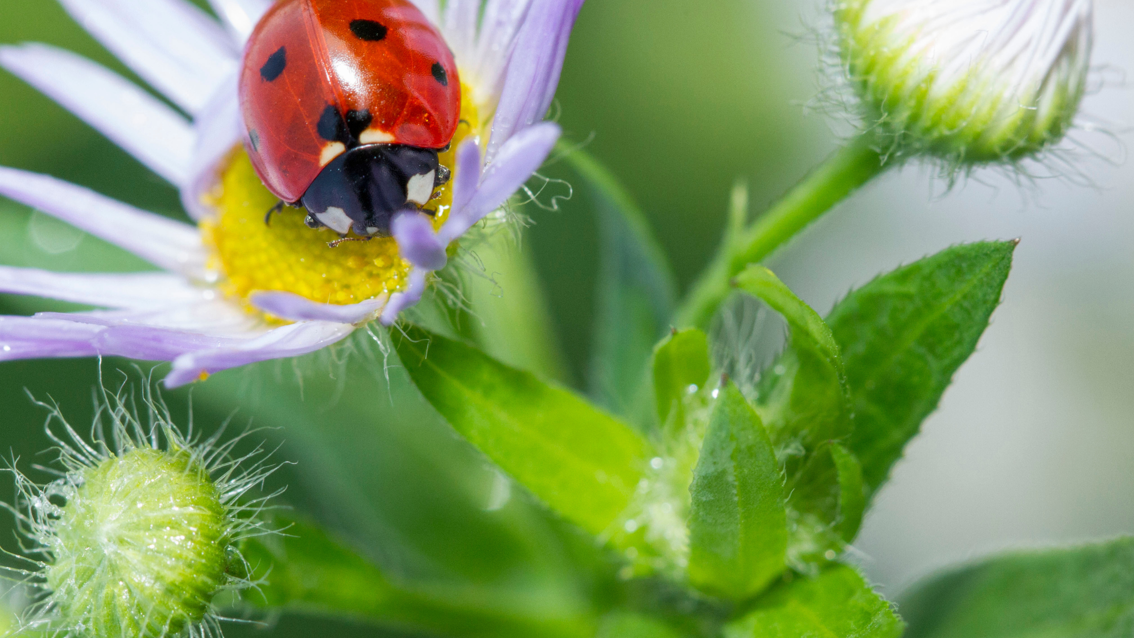 plantas que repelem insetos na horta