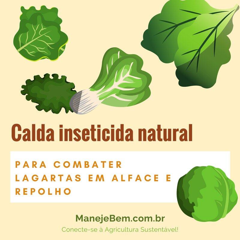 horta caseira como evitar pragas e doencas