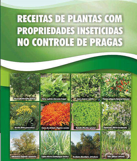 plantas que repelem insetos na horta