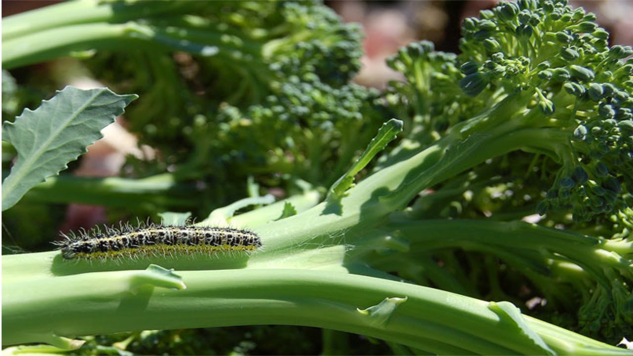 horta caseira como evitar pragas e doencas