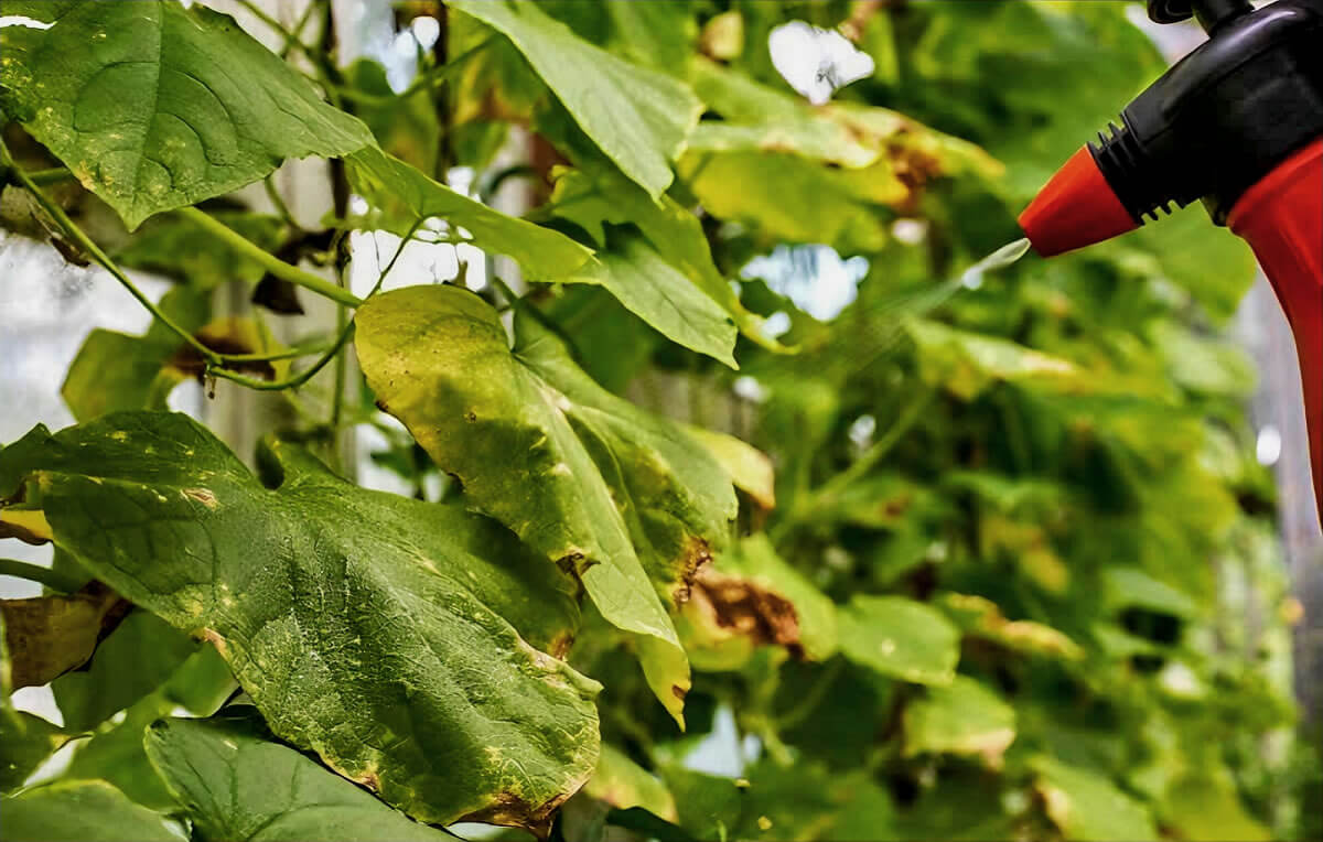 como eliminar pragas da horta naturalmente