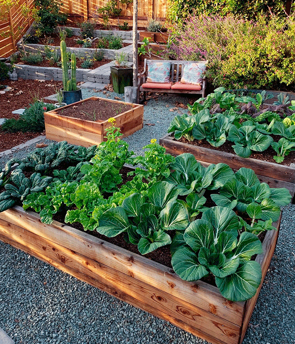 Combatendo Pragas na Horta: Soluções Naturais e Eficazes