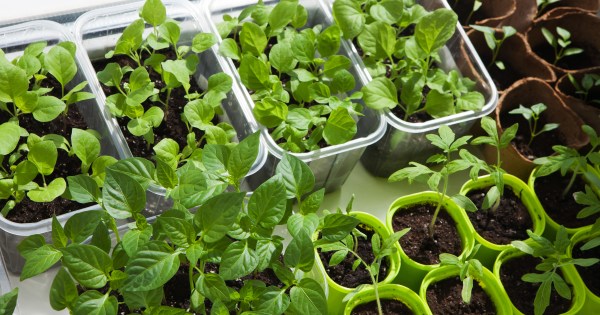 Escolhendo os Melhores Temperos para Iniciantes