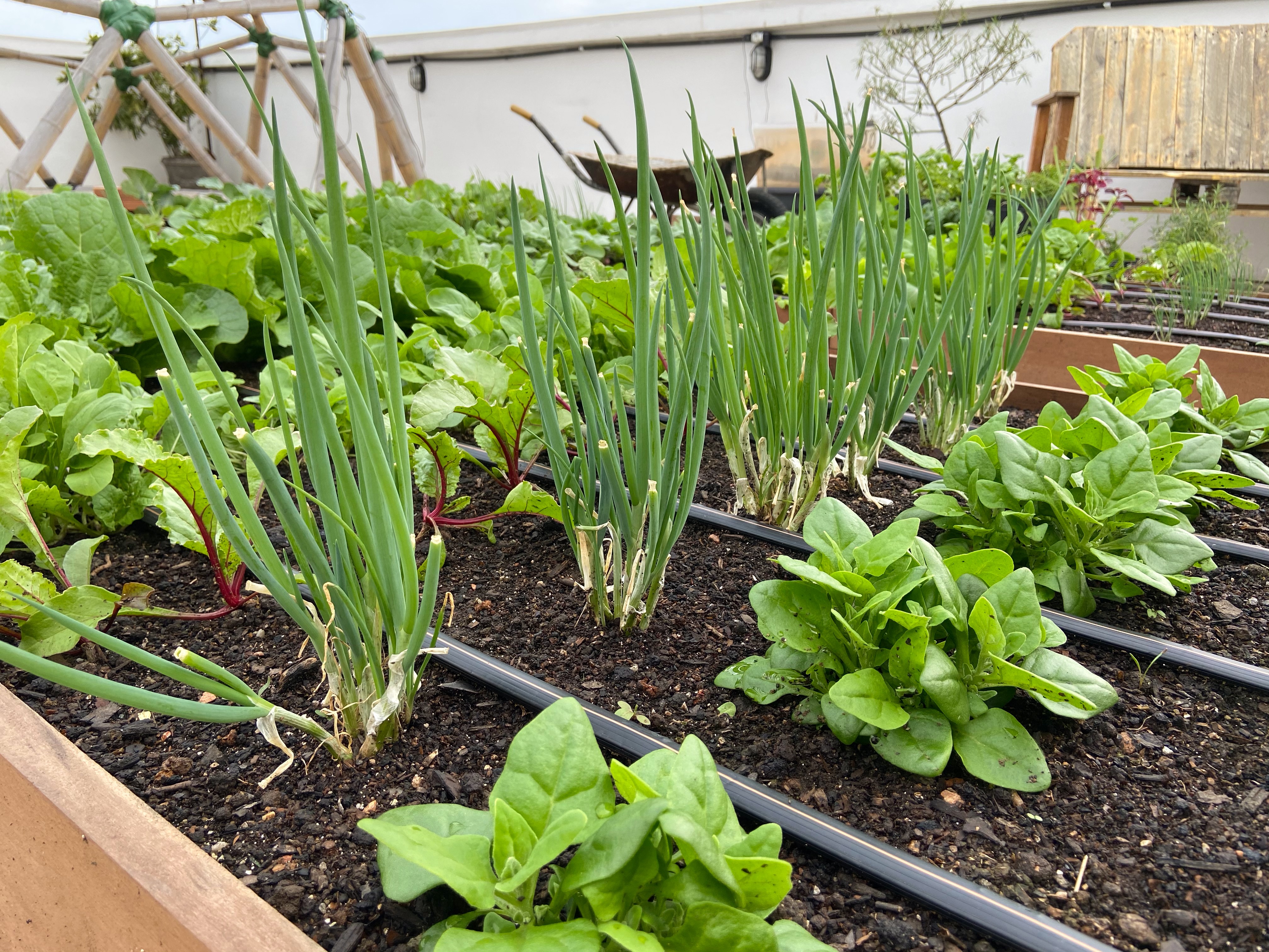 Horta em Apartamento: Soluções Criativas para Pouco Espaço