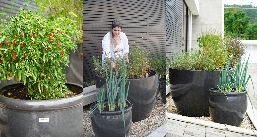 As Melhores Ervas e Temperos para Cultivar em Apartamento