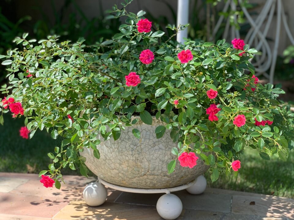 qual o tamanho ideal do vaso para cada planta