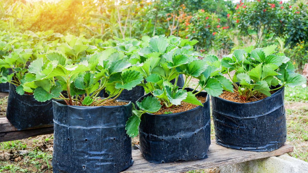 cultivo de raízes em vasos
