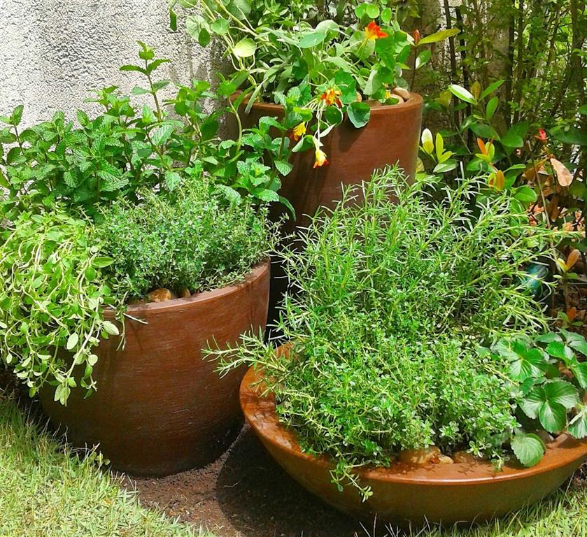 consórcio de ervas em vaso único