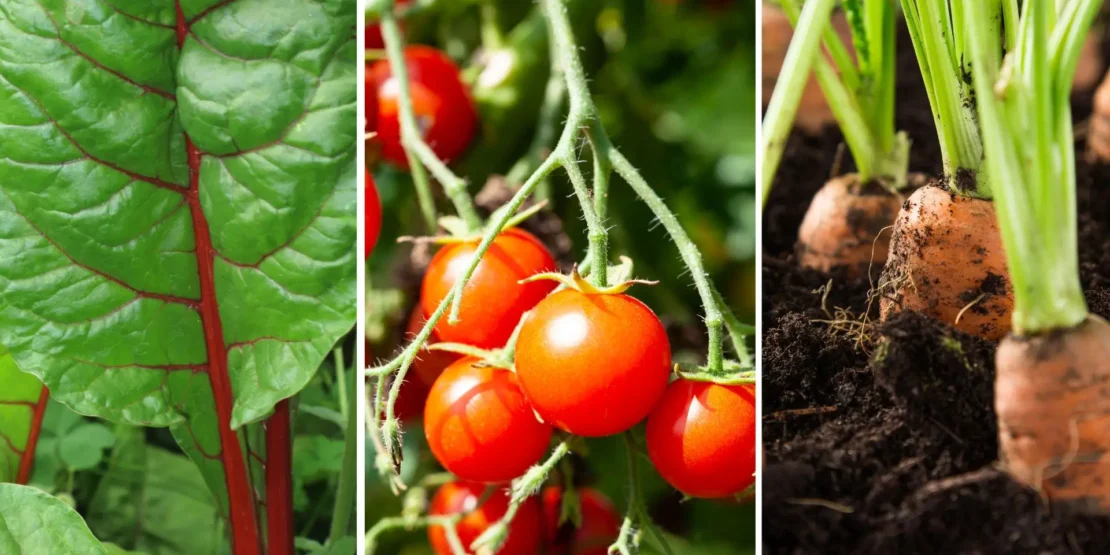 plantar tomate em vaso grande