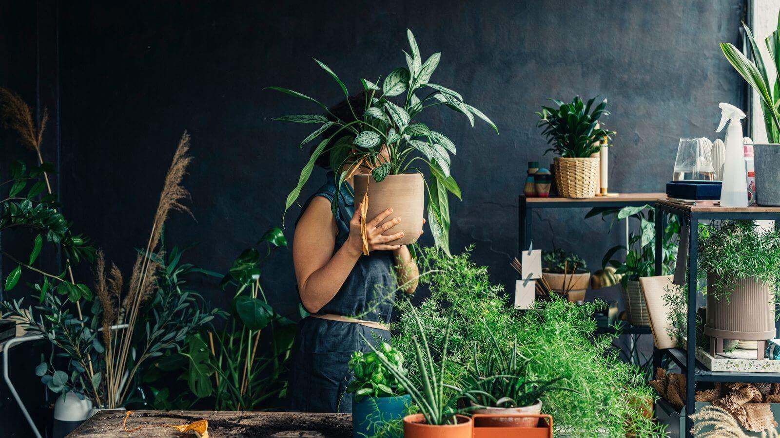 cultivo de raízes em vasos