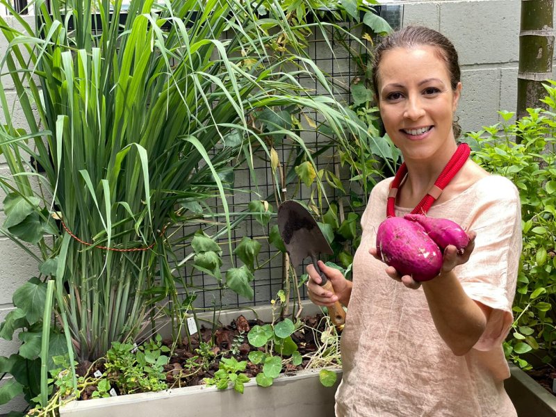 árvores frutíferas em vasos grandes