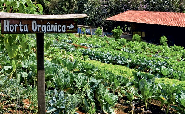 preparo de solo para cultivo orgânico em casa