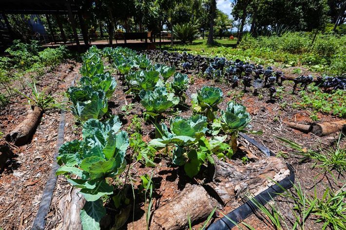 melhor terra para horta orgânica e seus nutrientes
