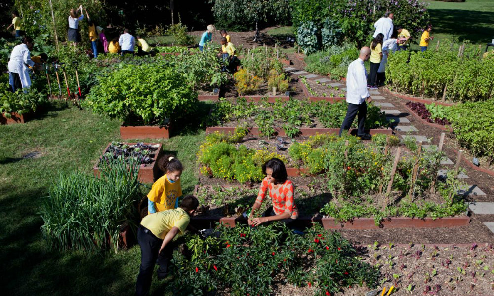 horta organica como preparar o solo corretamente
