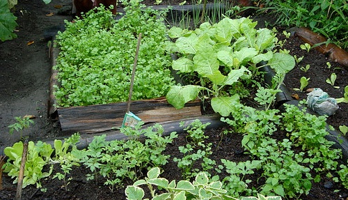 como preparar a terra para horta orgânica passo a passo