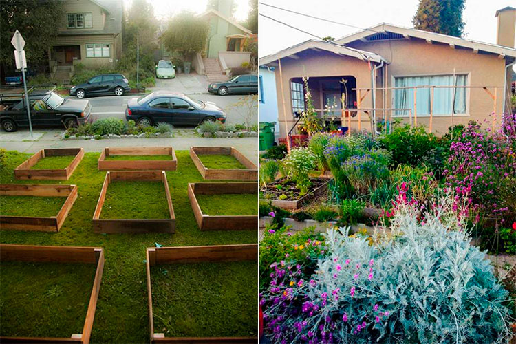 plantas fáceis para horta de iniciantes