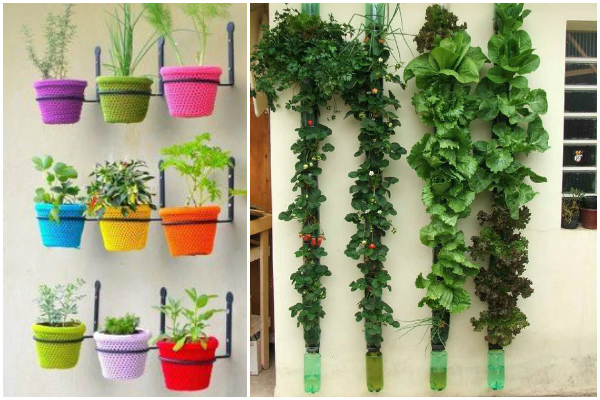 hortaliças de rápido crescimento em vasos