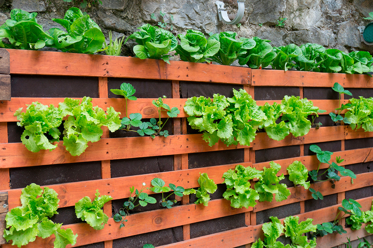 horta sustentavel em casa