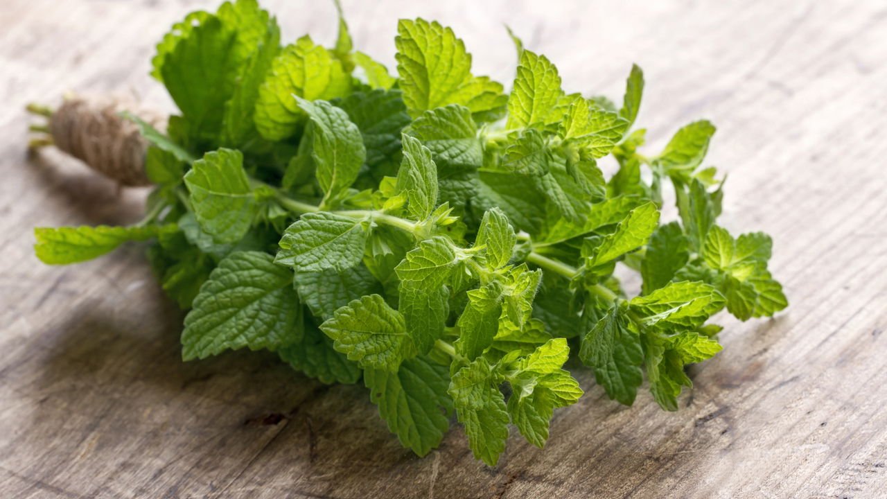 rega e adubação de hortelã em vaso