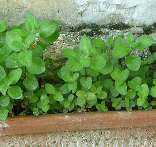 qual o melhor vaso para hortelã