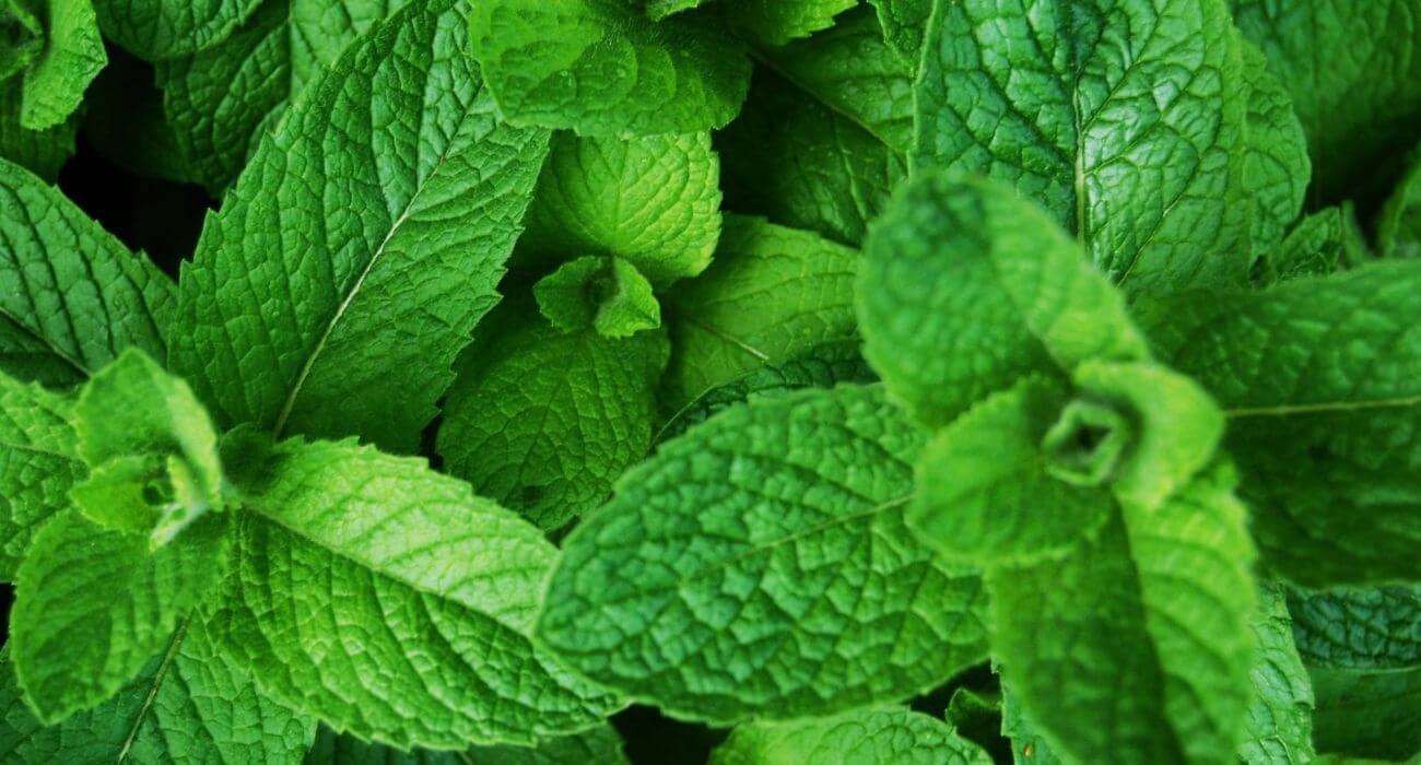 hortelã em vaso com sol