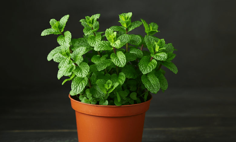 rega e adubação de hortelã em vaso