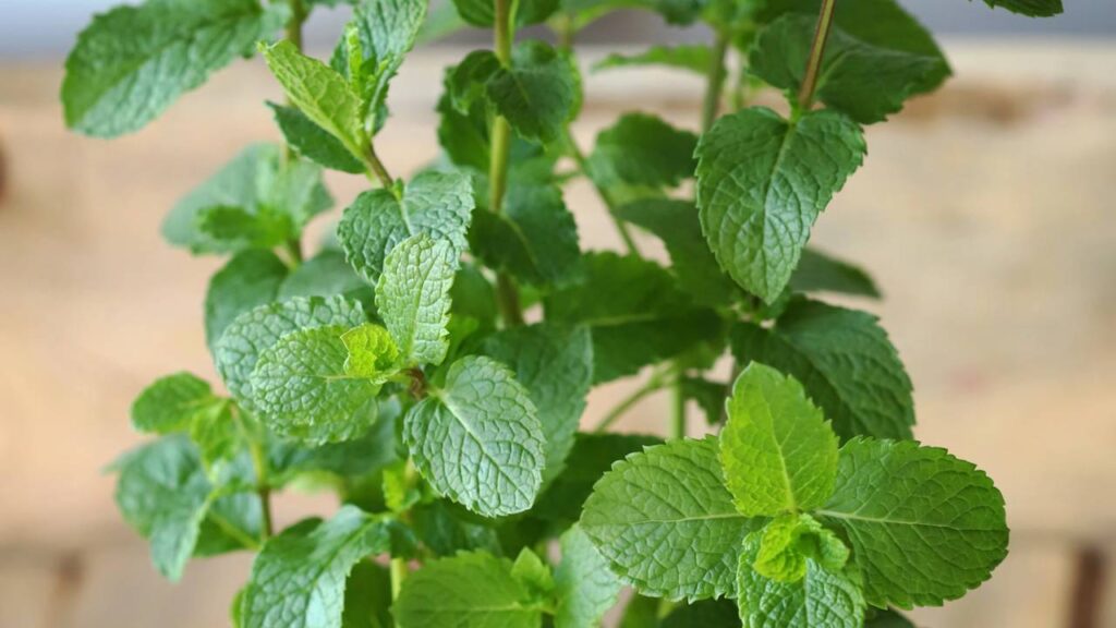 plantar hortelã em vaso dicas