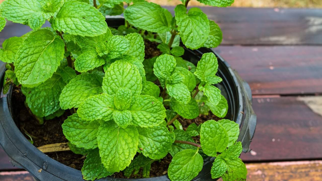 hortelã precisa de sol direto