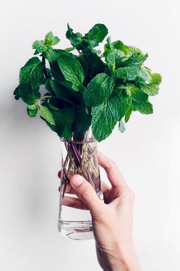 plantar hortelã em vaso dicas