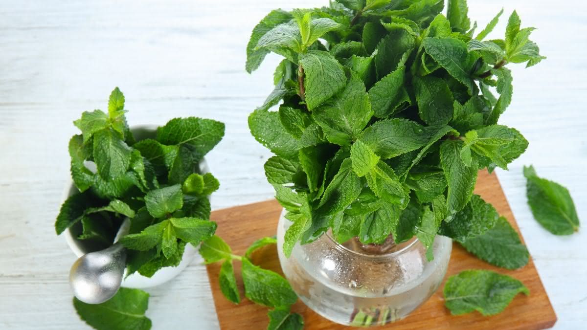 qual o melhor vaso para hortelã