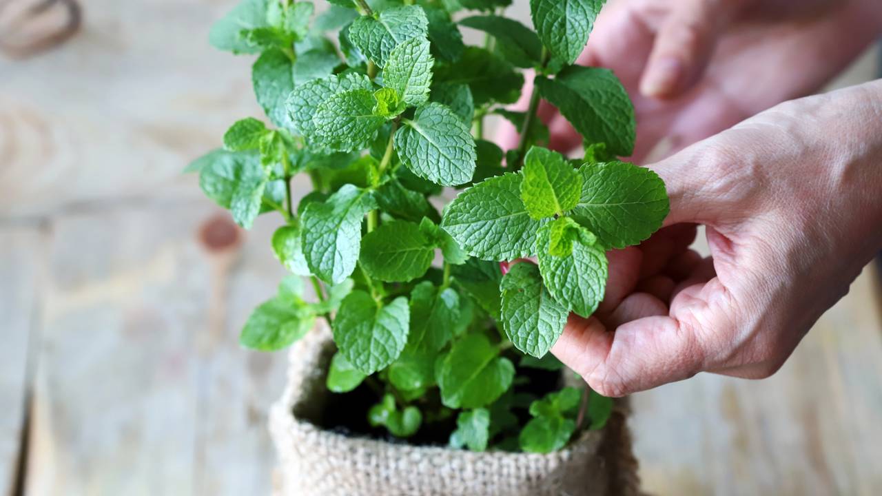 hortela em vaso como cuidar