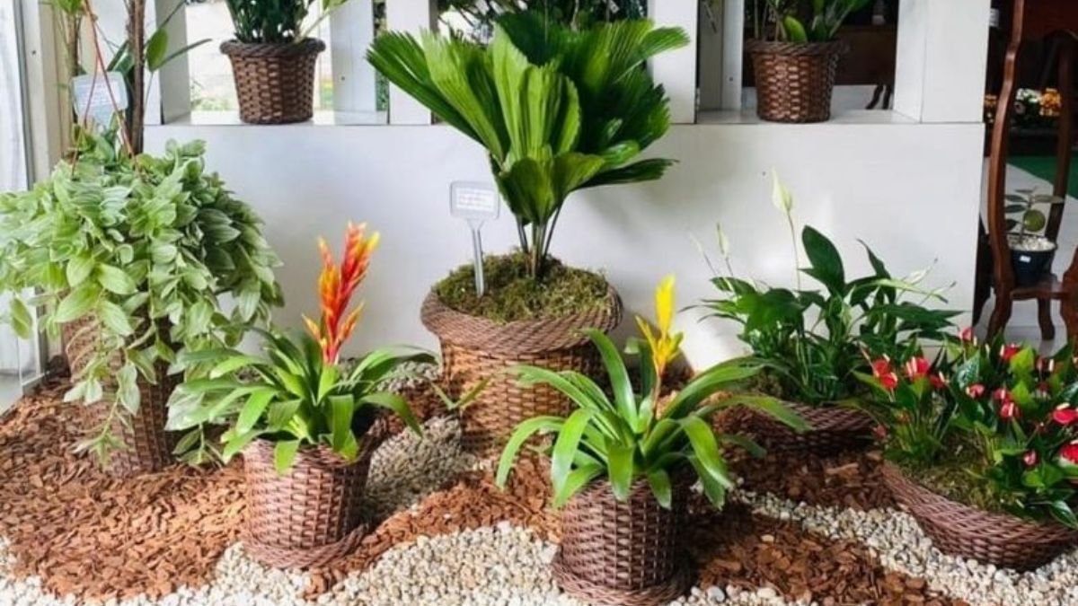 ideias de flores para jardim de inverno com pouca luz