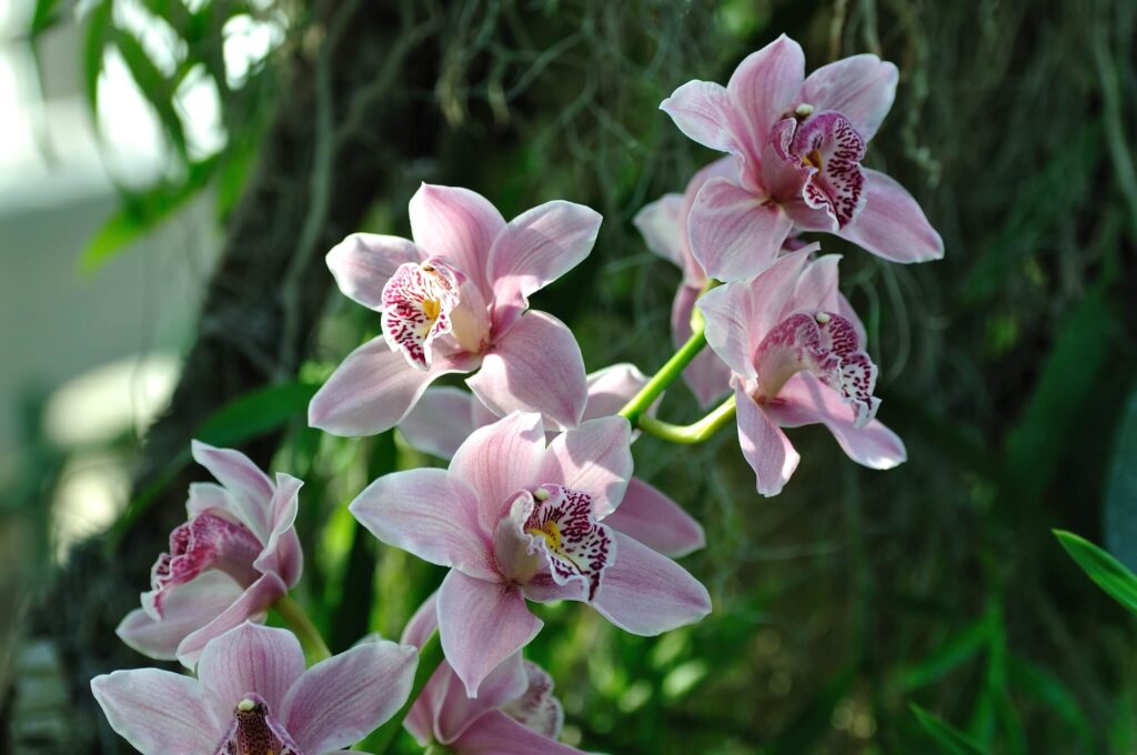erros comuns ao cultivar flores em jardim de inverno com pouca luz