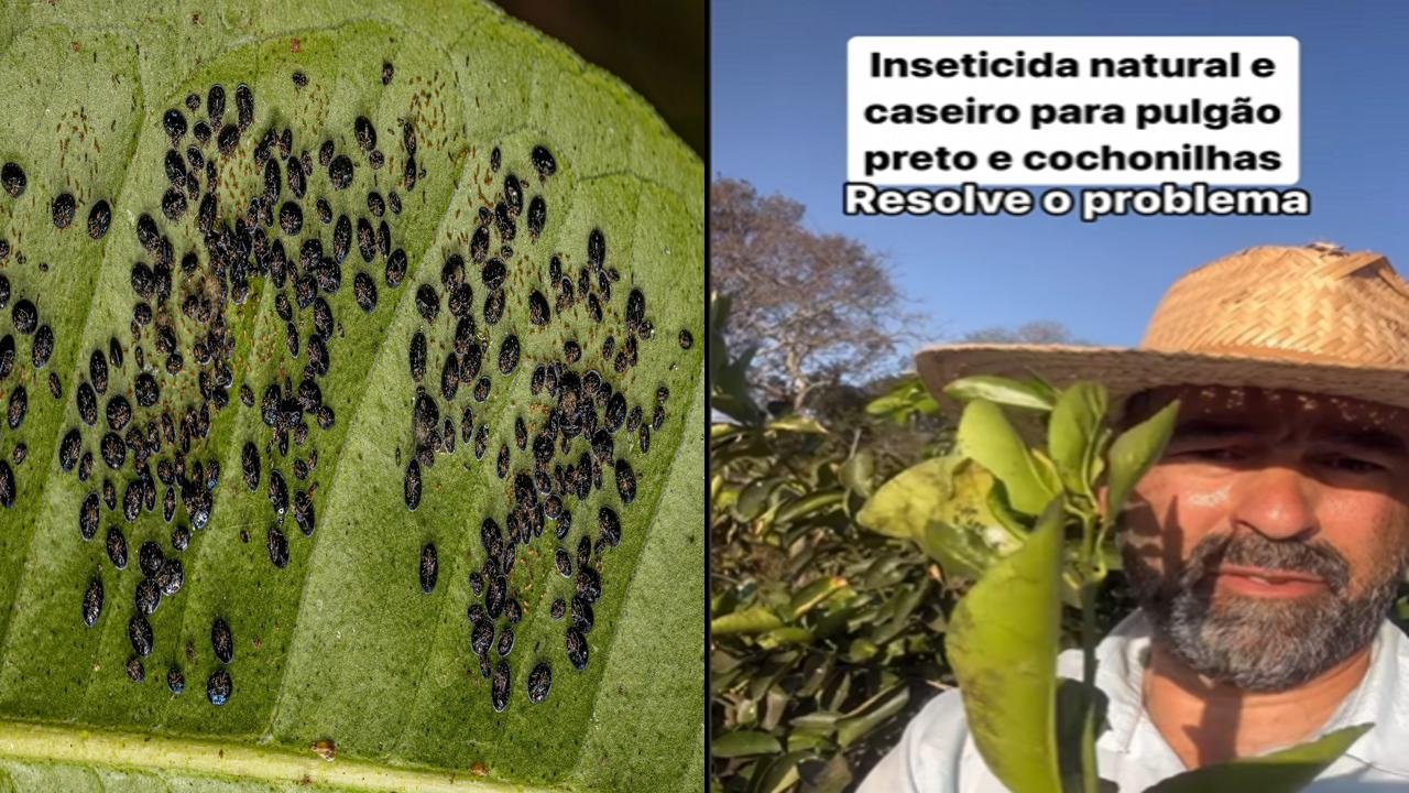 inseticida de alho e cebola para lagartas