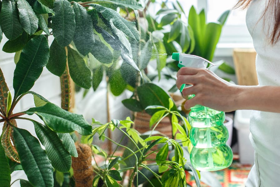 aplicação de inseticida caseiro em plantas