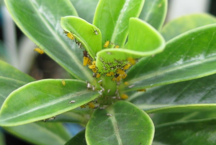aplicação de inseticida caseiro em plantas