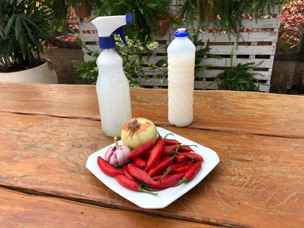 inseticida caseiro para plantas