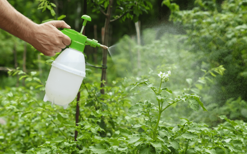 solução de óleo e detergente para cochonilhas