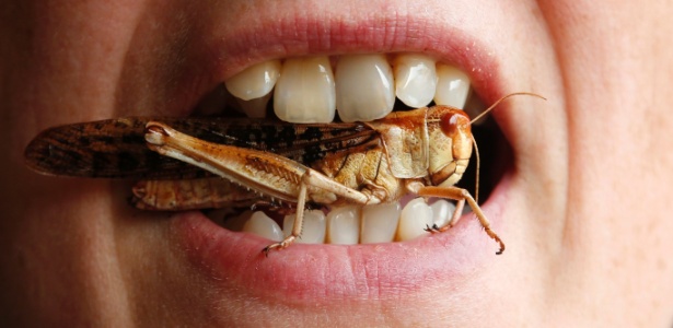 benefícios nutricionais dos insetos