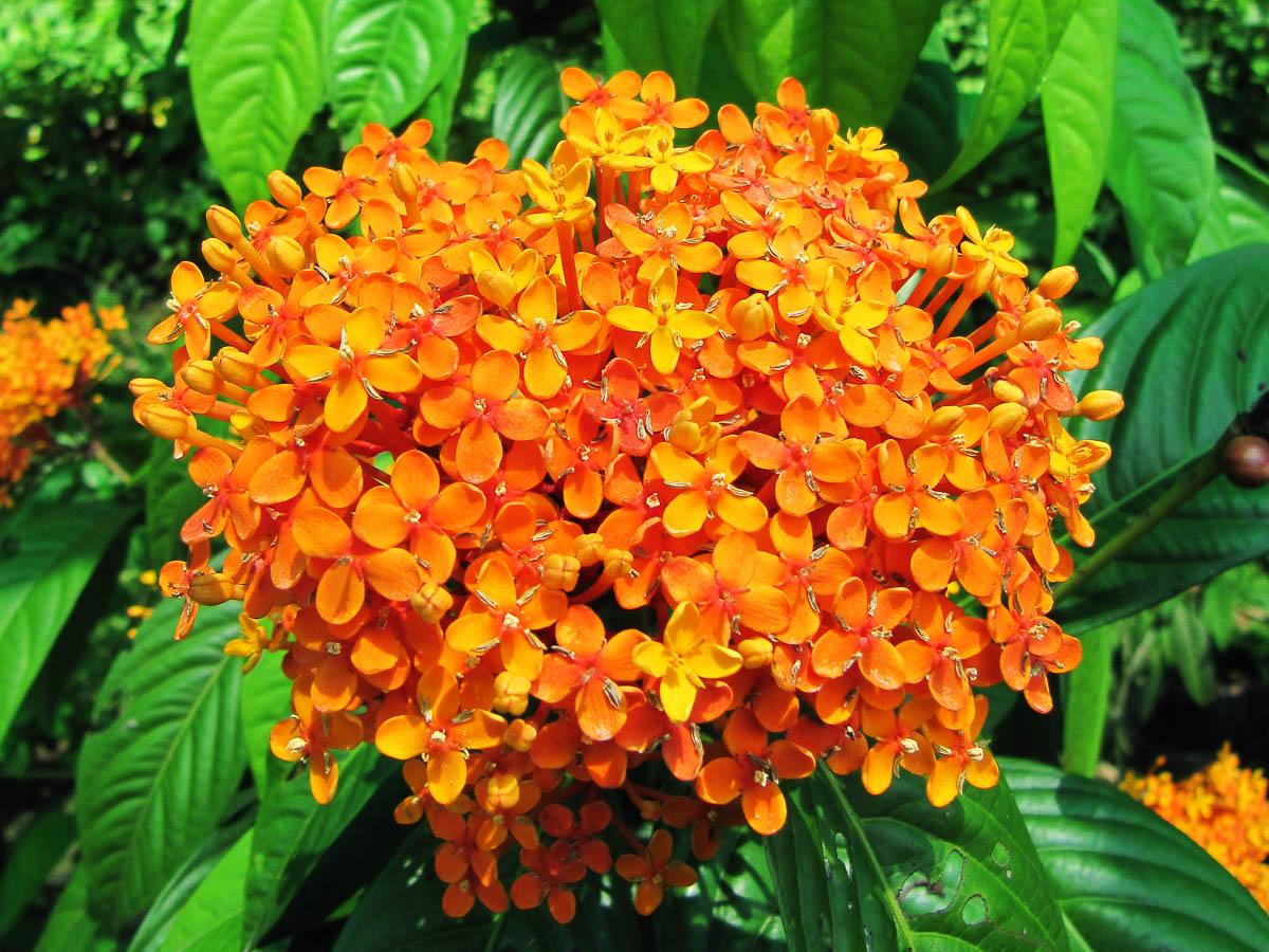 tipos de ixora para vaso