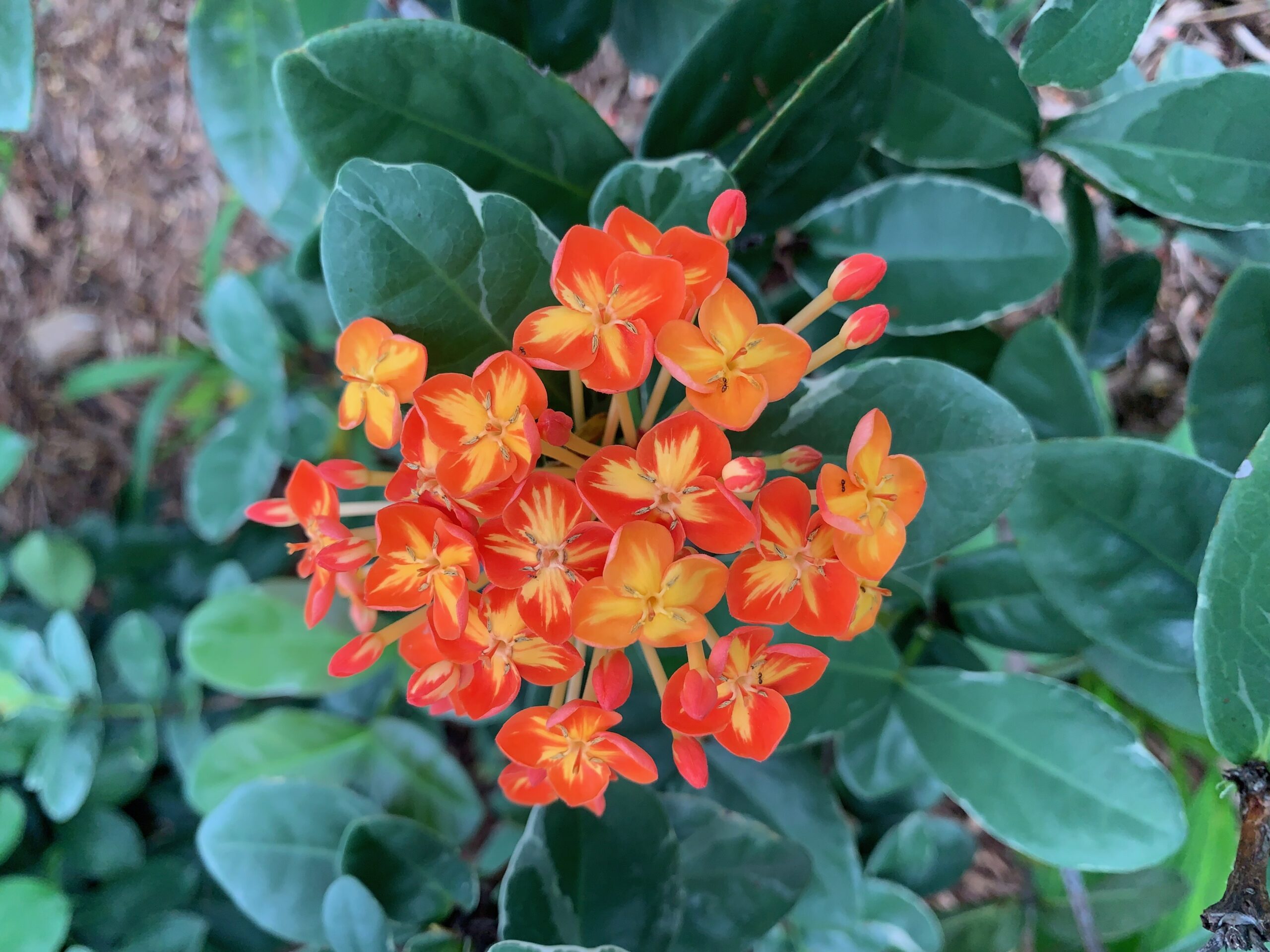 ixora