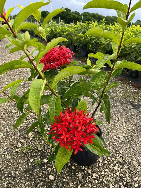 ixora
