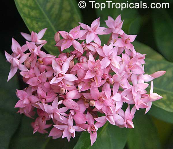 como cuidar de ixora rei