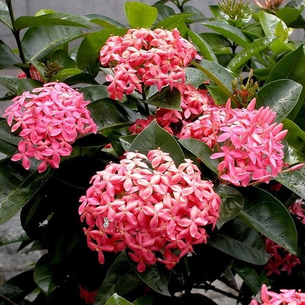 benefícios medicinais da flor ixora