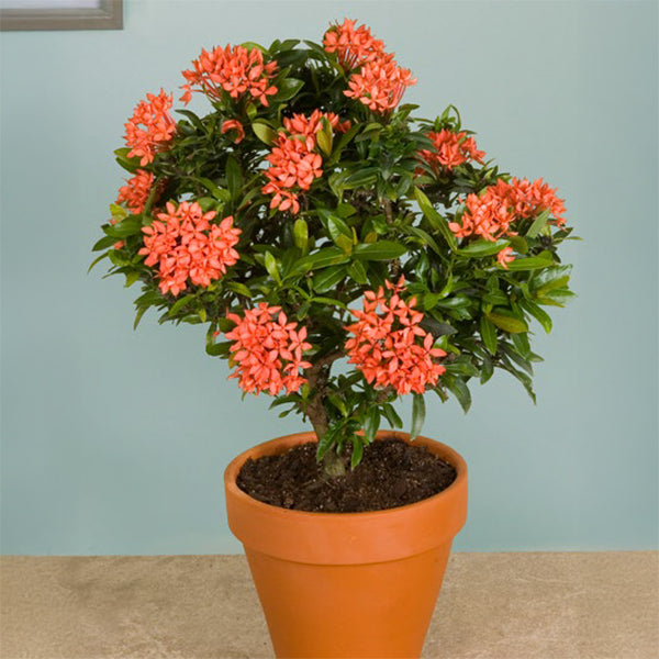 ixora
