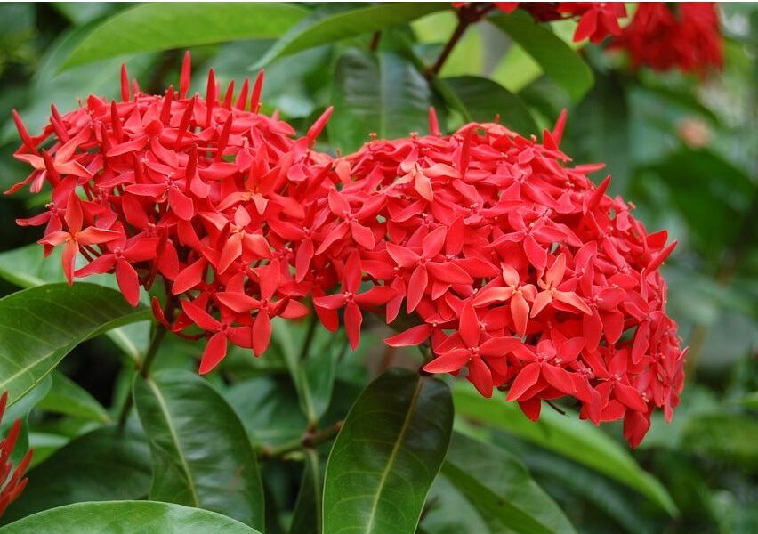 tipos de ixora para vaso
