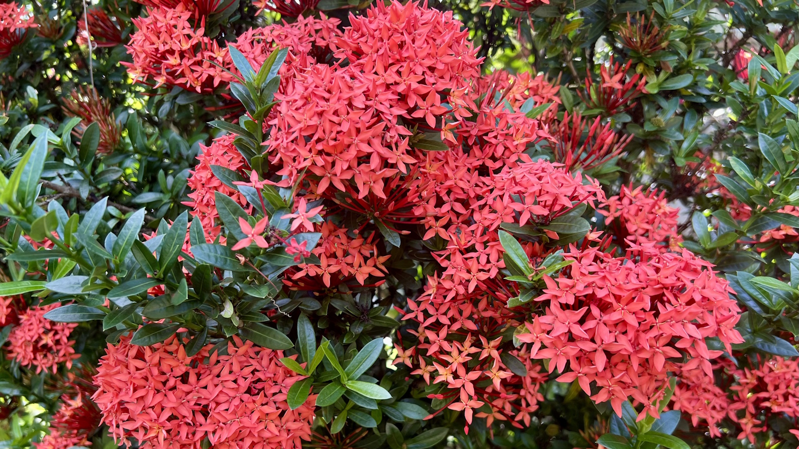 benefícios medicinais da flor ixora