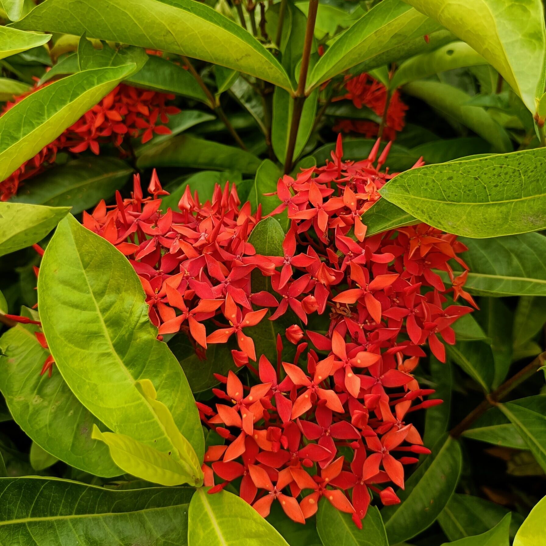 ixora